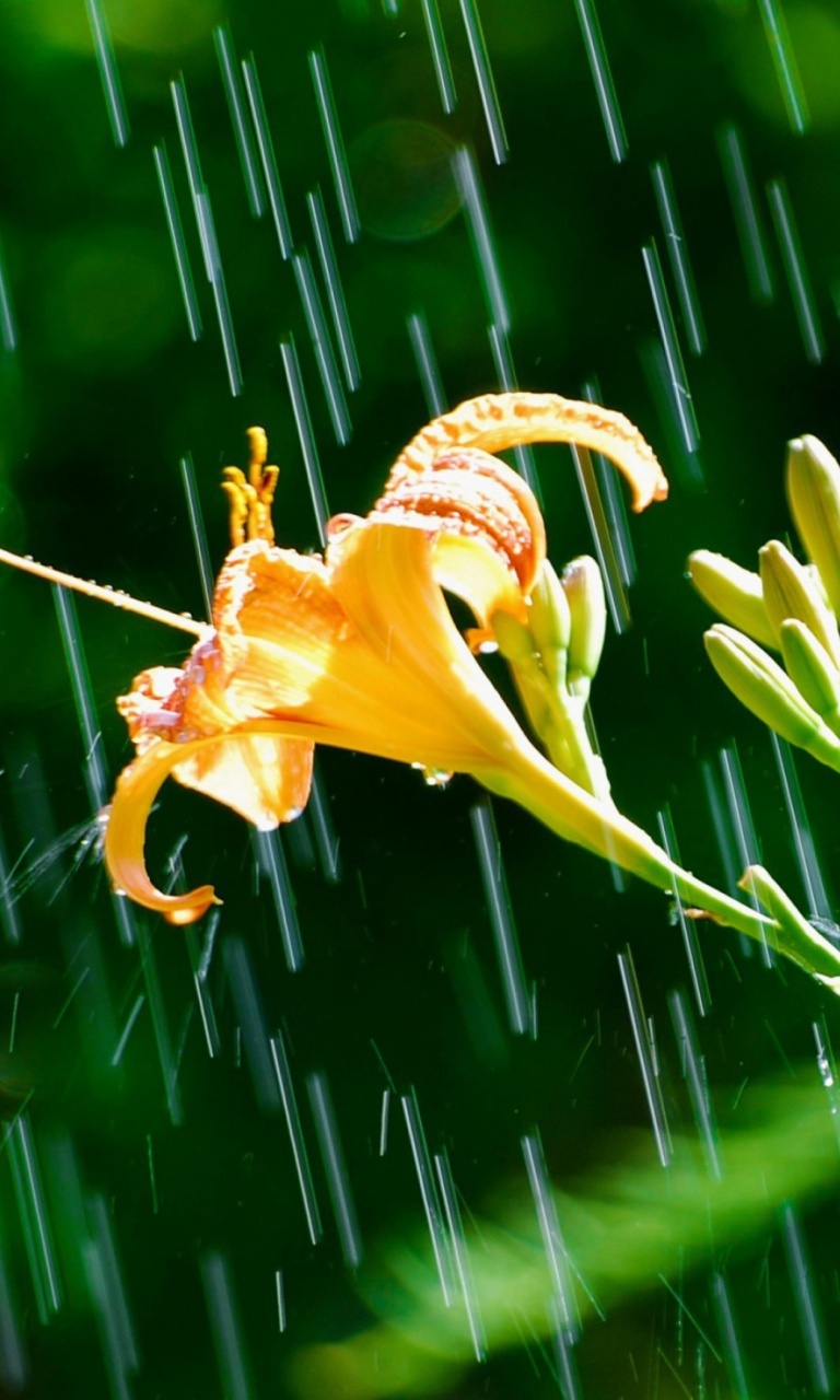 Screenshot №1 pro téma Daylily In The Rain 768x1280