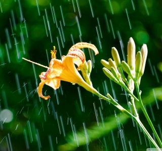Daylily In The Rain - Obrázkek zdarma pro 1024x1024