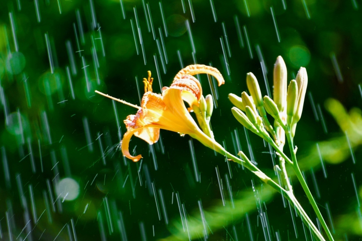 Обои Daylily In The Rain