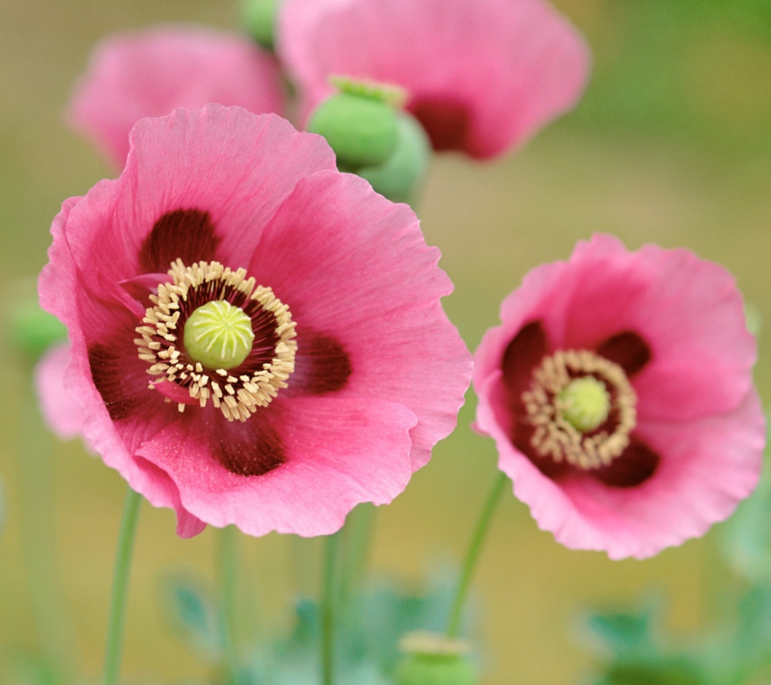 Screenshot №1 pro téma Pink Poppies 1080x960