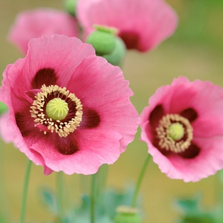 Pink Poppies Wallpaper for 1024x1024