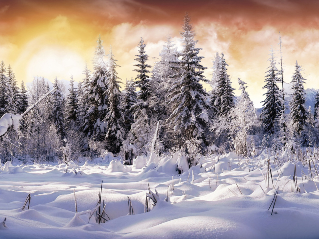 Fondo de pantalla Winter Wonderland 640x480