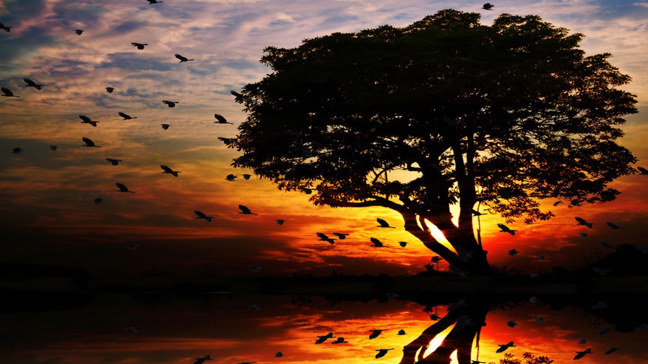 Das Tree And Red Sunset Wallpaper 1280x720