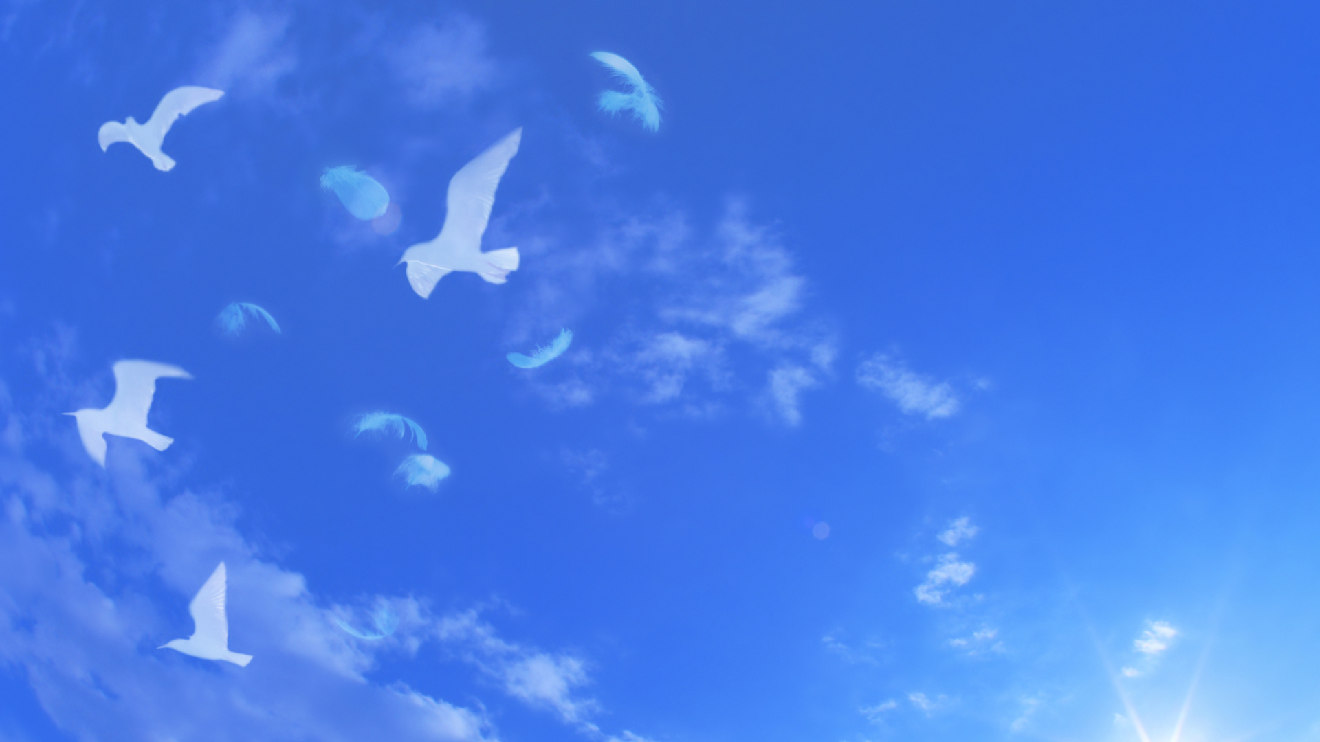 Fondo de pantalla White Birds In Blue Skies 1920x1080