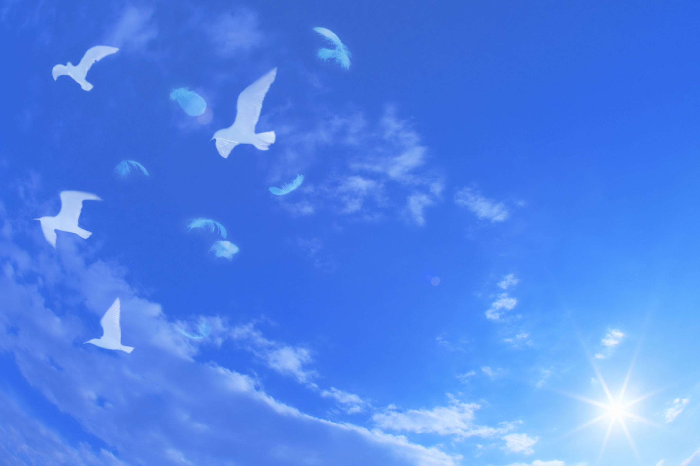 White Birds In Blue Skies screenshot #1 2880x1920