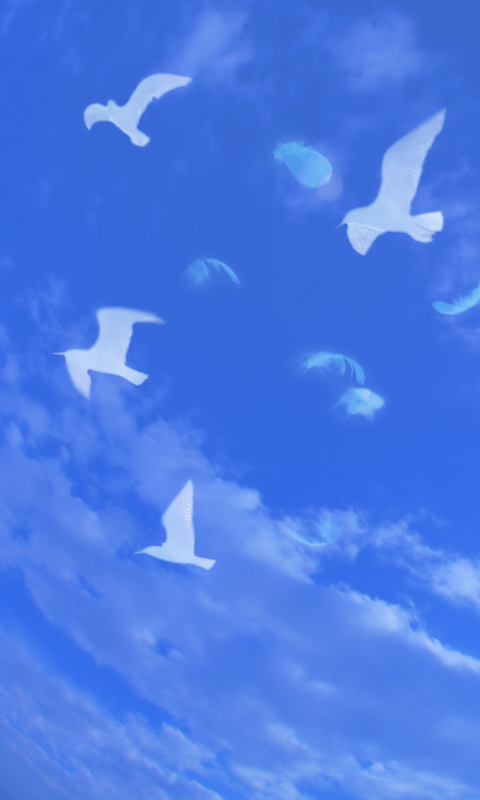 White Birds In Blue Skies wallpaper 480x800