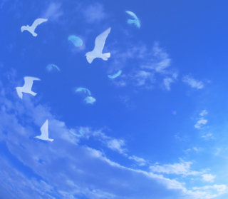 White Birds In Blue Skies - Obrázkek zdarma pro 1024x1024
