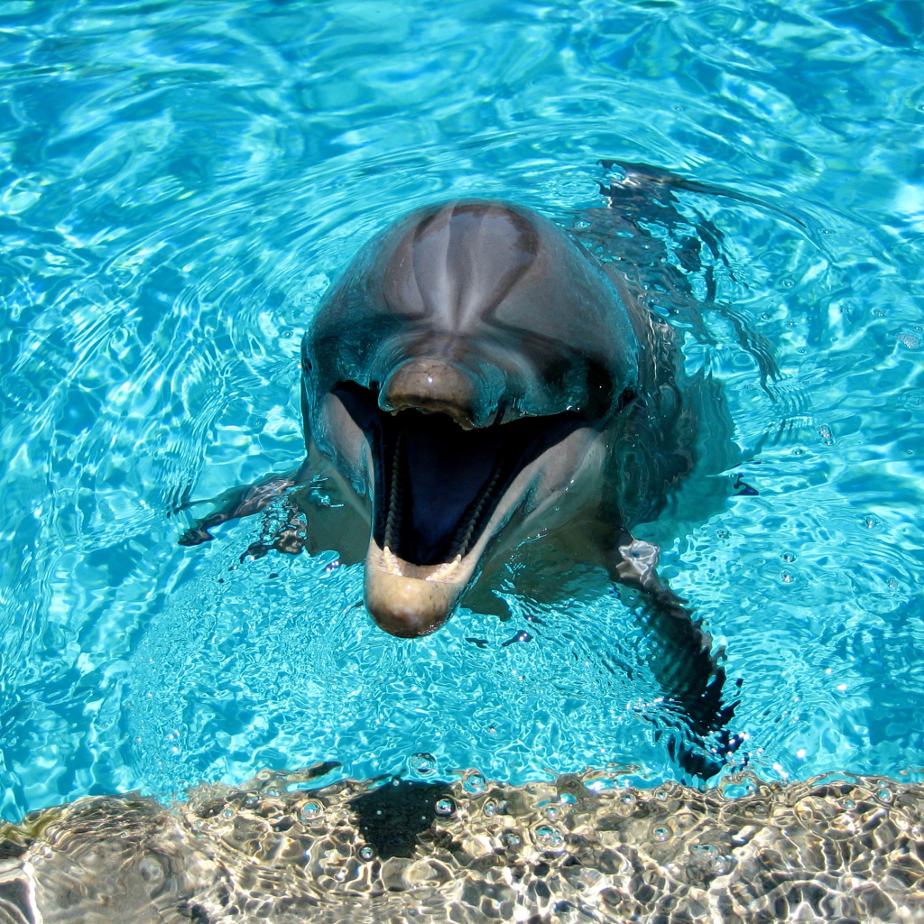 Dolphin Smile wallpaper 1024x1024