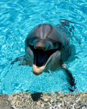 Fondo de pantalla Dolphin Smile 128x160