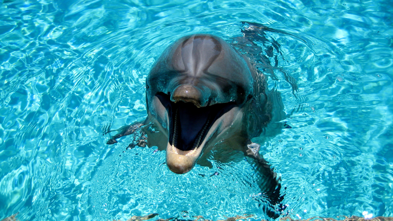 Dolphin Smile wallpaper 1366x768