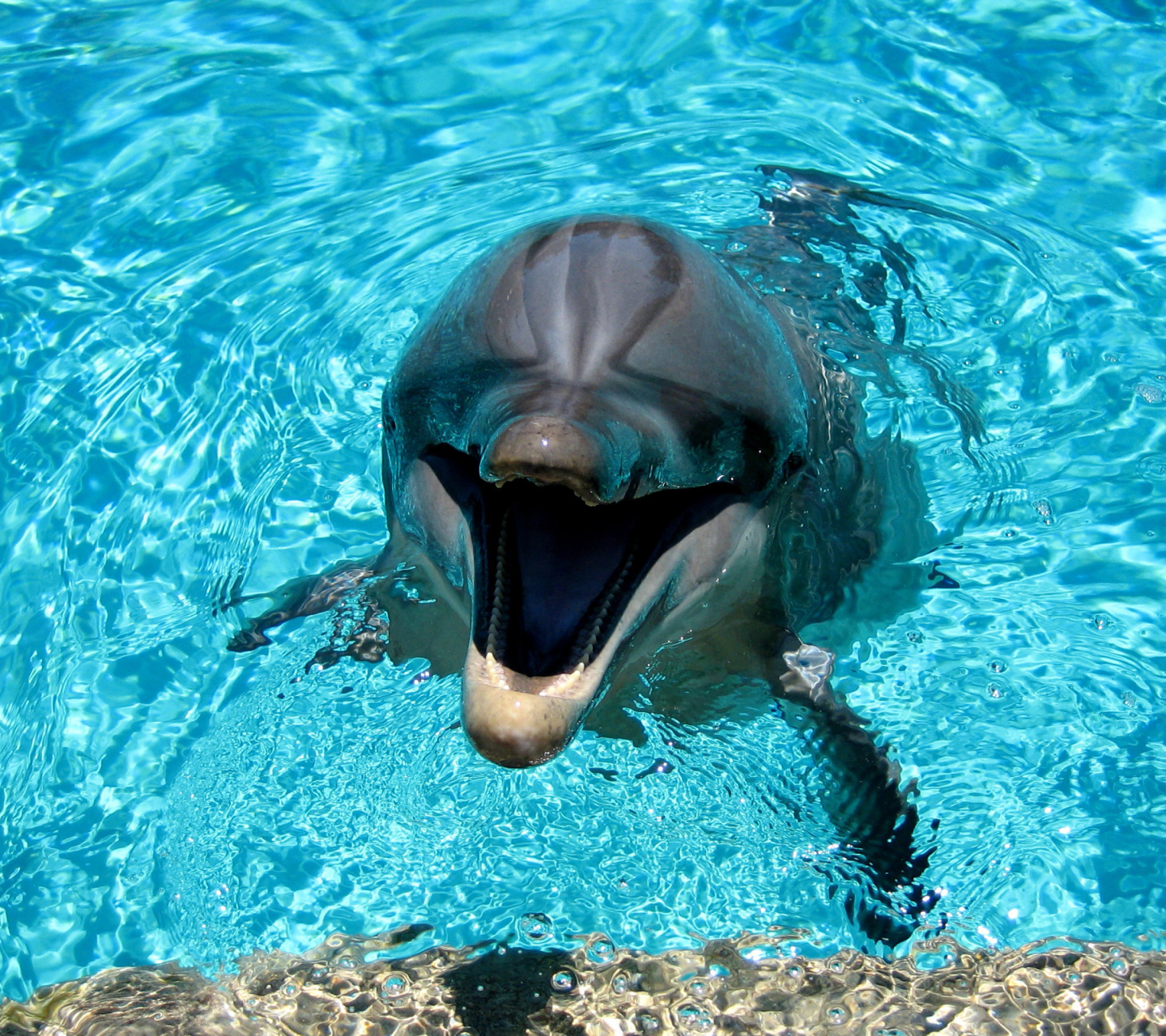Das Dolphin Smile Wallpaper 1440x1280