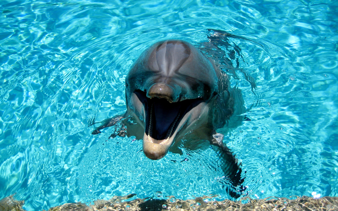 Dolphin Smile screenshot #1 1440x900