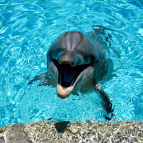 Dolphin Smile wallpaper 208x208