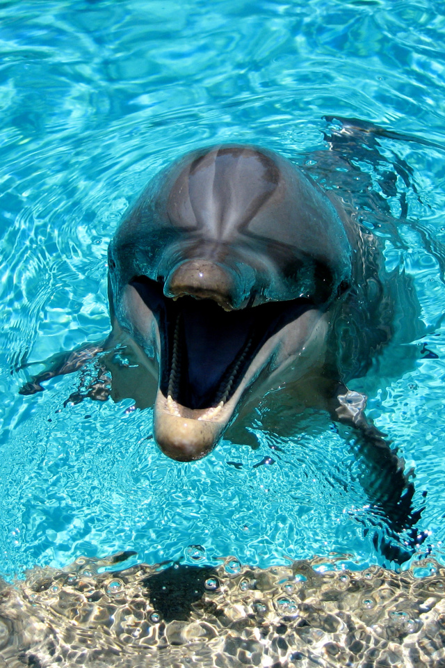 Screenshot №1 pro téma Dolphin Smile 640x960