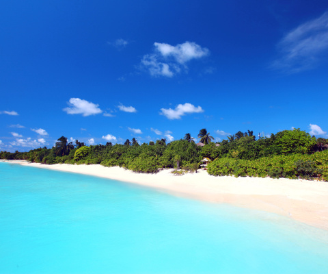 Fondo de pantalla Maldives best white beach Kaafu Atoll 480x400