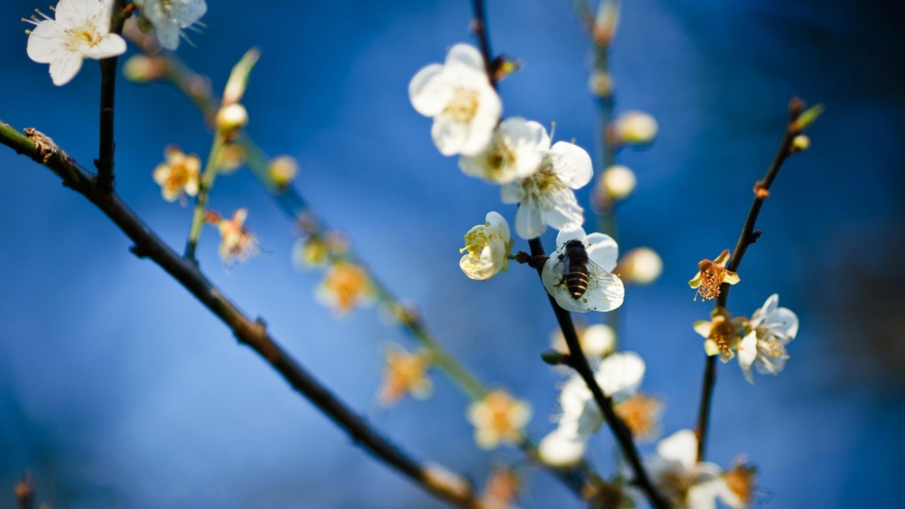 Screenshot №1 pro téma Bee On White Flowers 1280x720