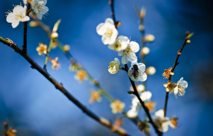 Обои Bee On White Flowers