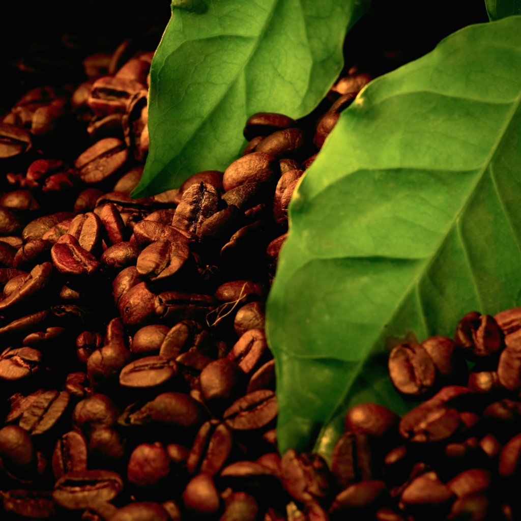 Sfondi Coffee Beans And Green Leaves 1024x1024