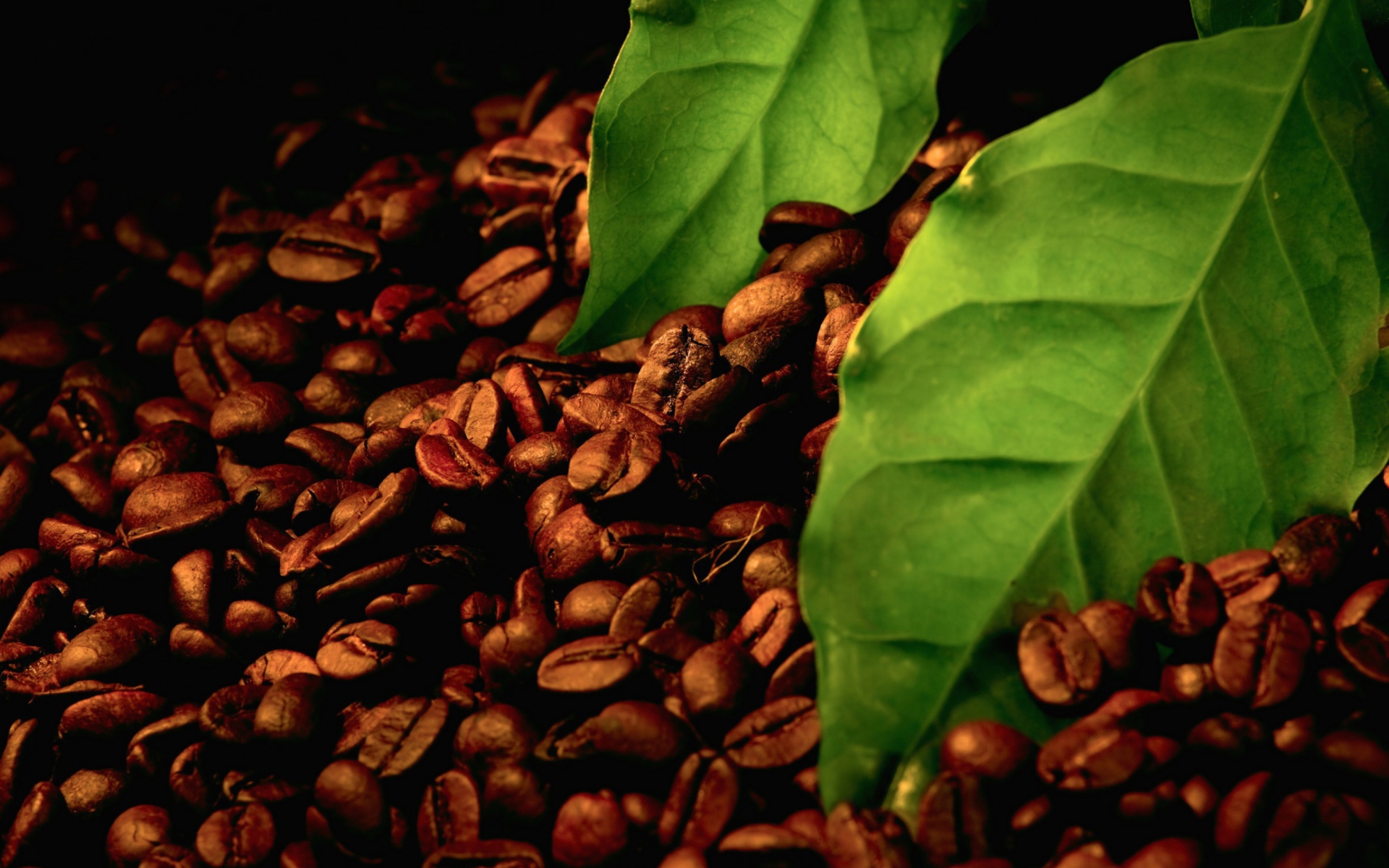 Обои Coffee Beans And Green Leaves 1920x1200