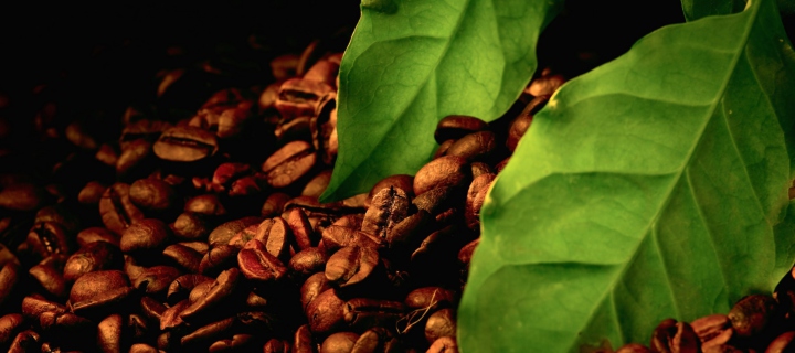 Coffee Beans And Green Leaves screenshot #1 720x320