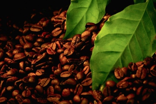 Coffee Beans And Green Leaves - Obrázkek zdarma 