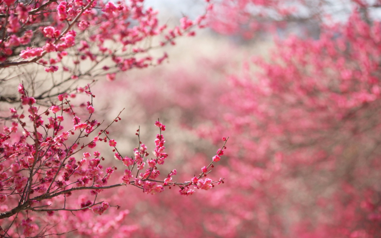 Screenshot №1 pro téma Spring Tree Blossoms 1280x800