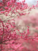 Das Spring Tree Blossoms Wallpaper 132x176