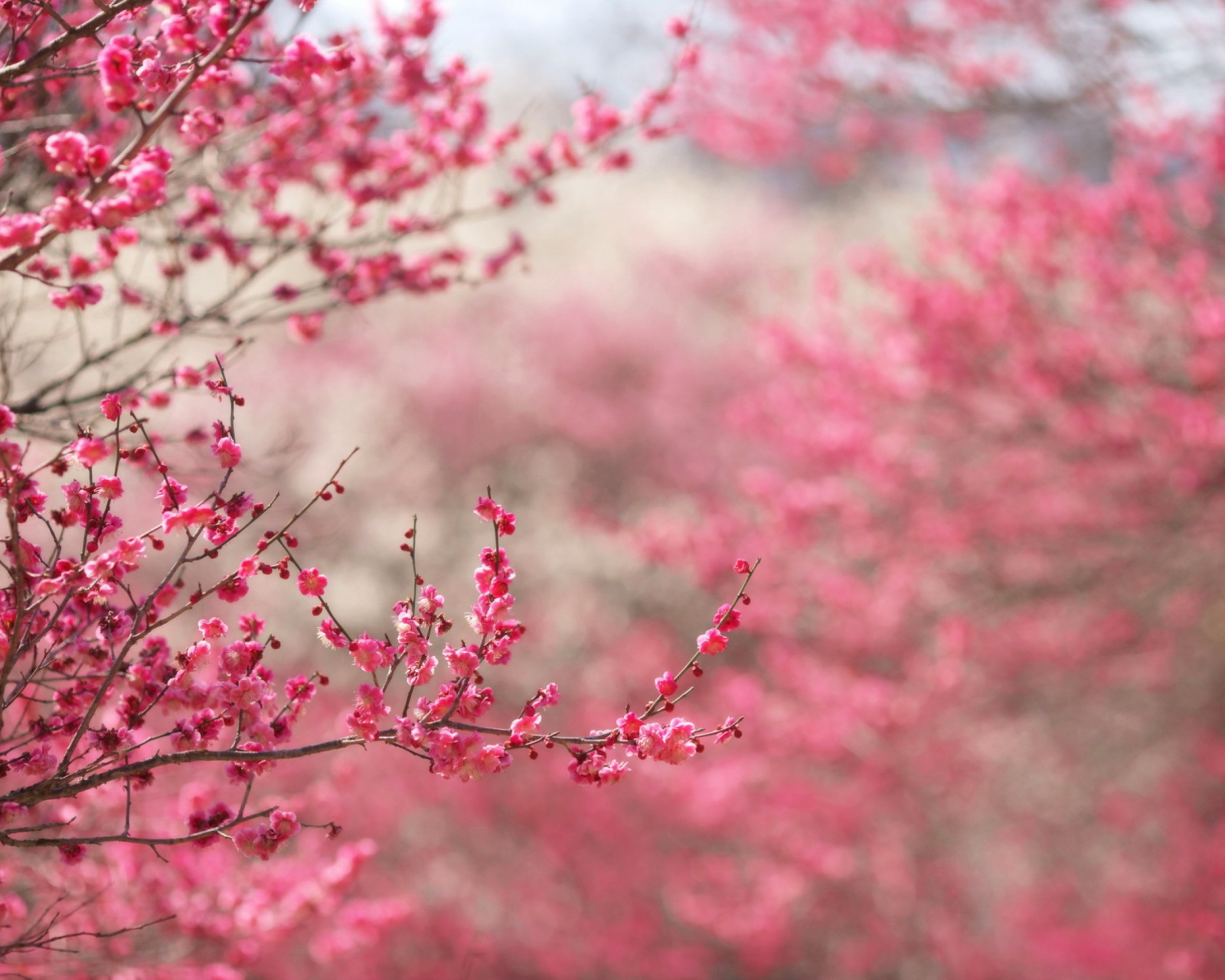 Das Spring Tree Blossoms Wallpaper 1600x1280