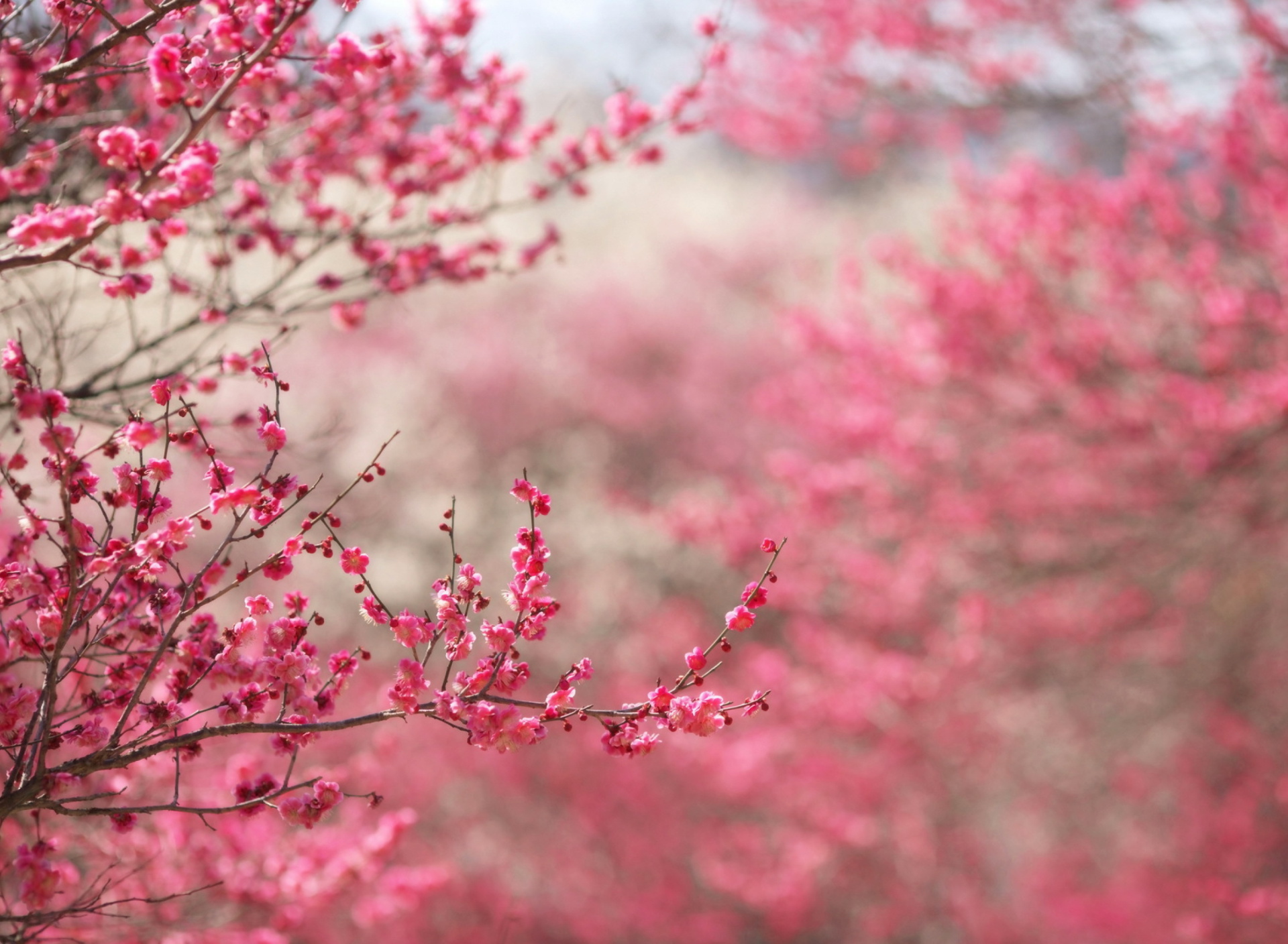 Обои Spring Tree Blossoms 1920x1408