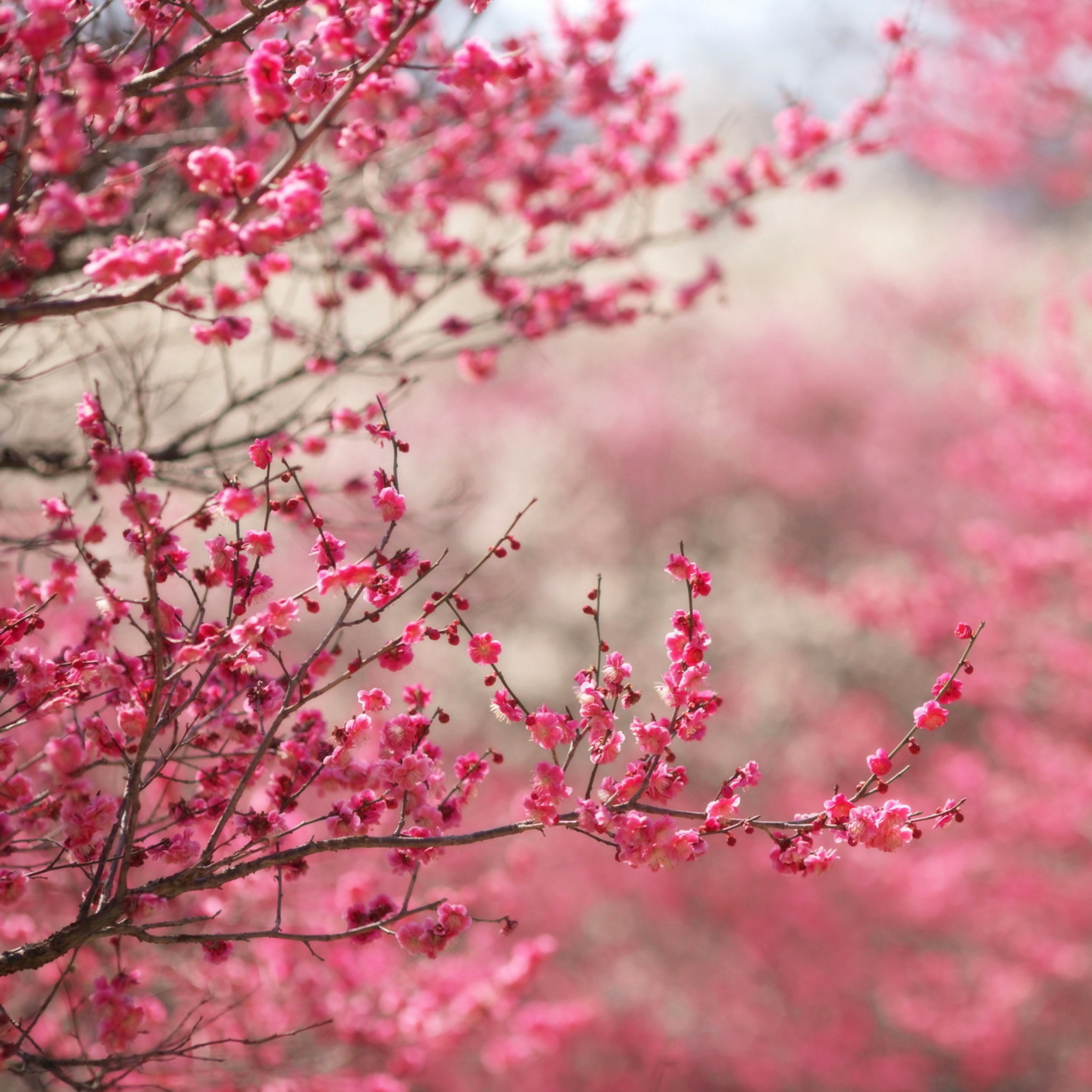 Fondo de pantalla Spring Tree Blossoms 2048x2048