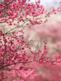 Das Spring Tree Blossoms Wallpaper 240x320
