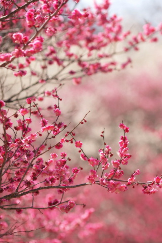 Das Spring Tree Blossoms Wallpaper 320x480
