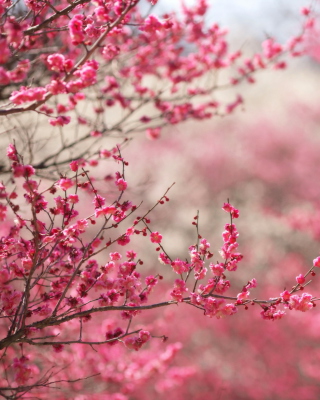 Spring Tree Blossoms - Obrázkek zdarma pro 640x1136