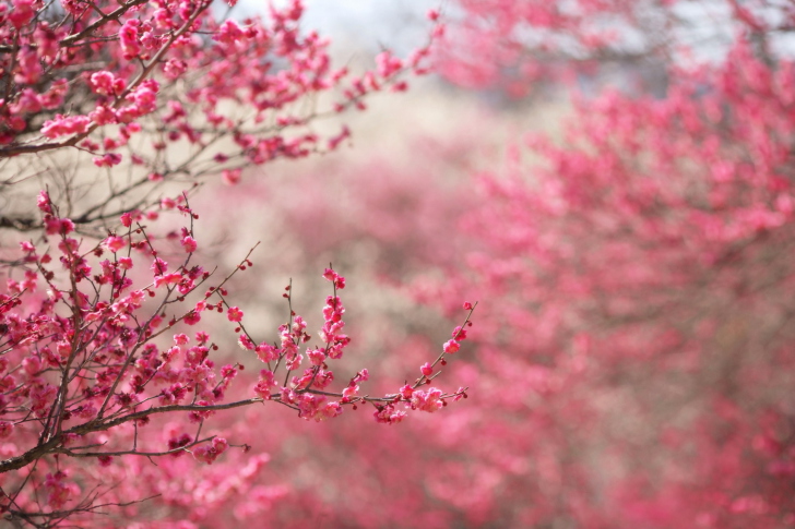 Sfondi Spring Tree Blossoms