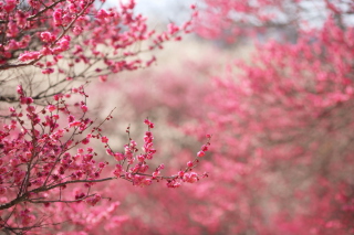 Spring Tree Blossoms - Obrázkek zdarma pro Widescreen Desktop PC 1280x800