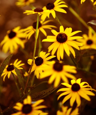 Yellow Flowers - Obrázkek zdarma pro Nokia Asha 305