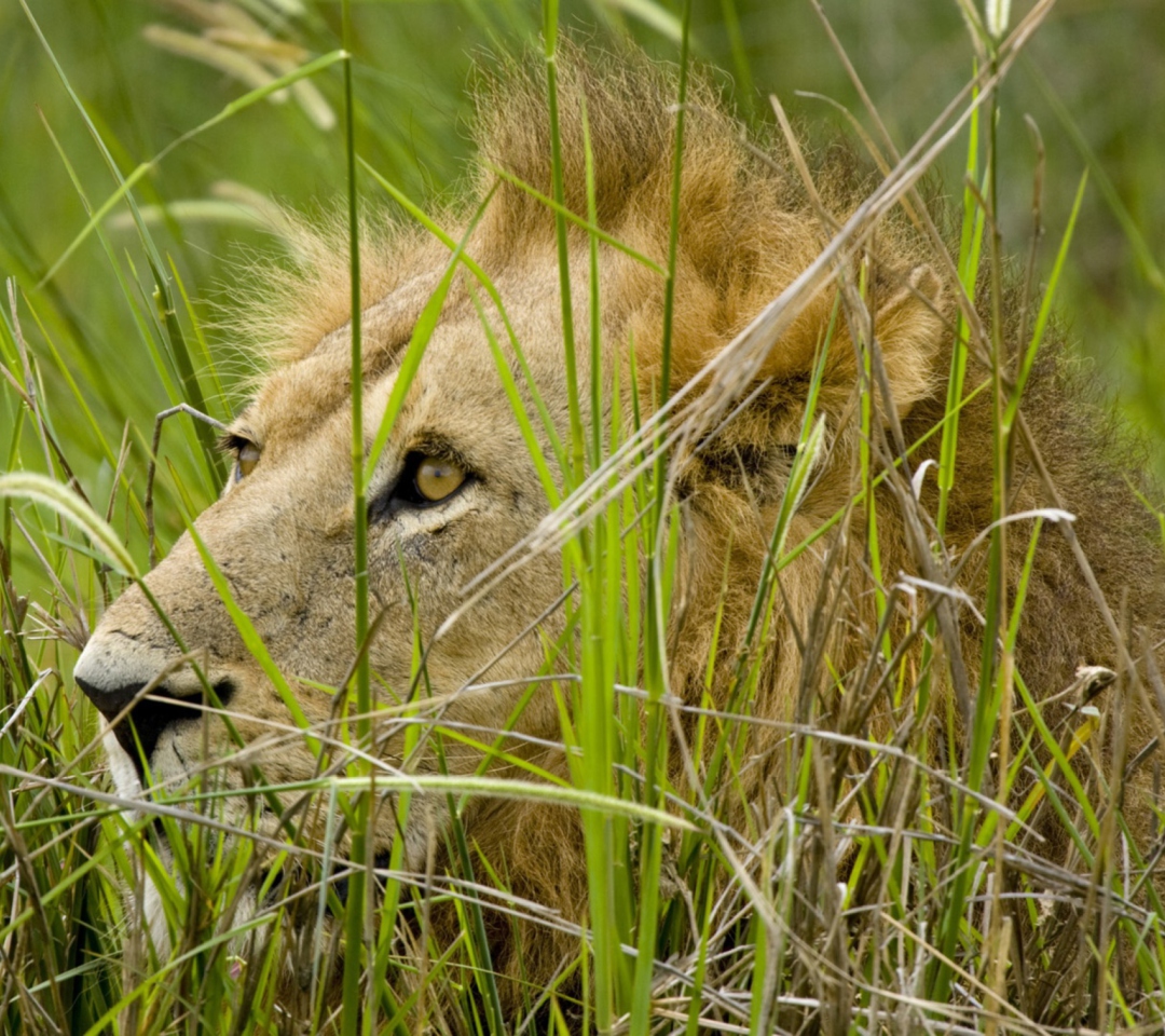 Sfondi Lion In The Grass 1080x960