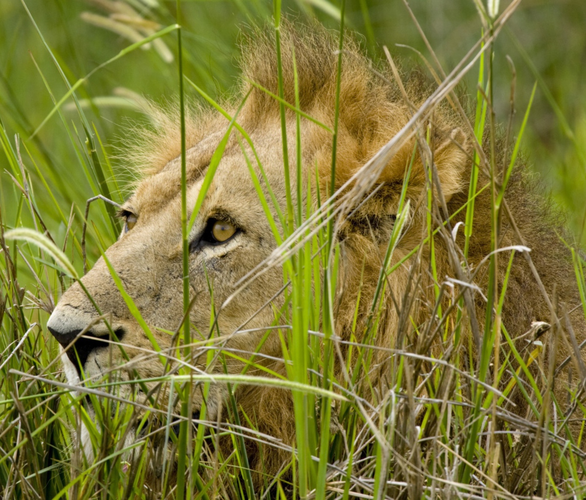 Das Lion In The Grass Wallpaper 1200x1024