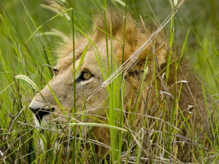 Lion In The Grass screenshot #1 320x240