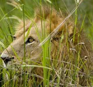 Kostenloses Lion In The Grass Wallpaper für iPad 2