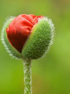 Poppy Blooming screenshot #1 240x320