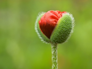 Poppy Blooming - Obrázkek zdarma pro 1400x1050