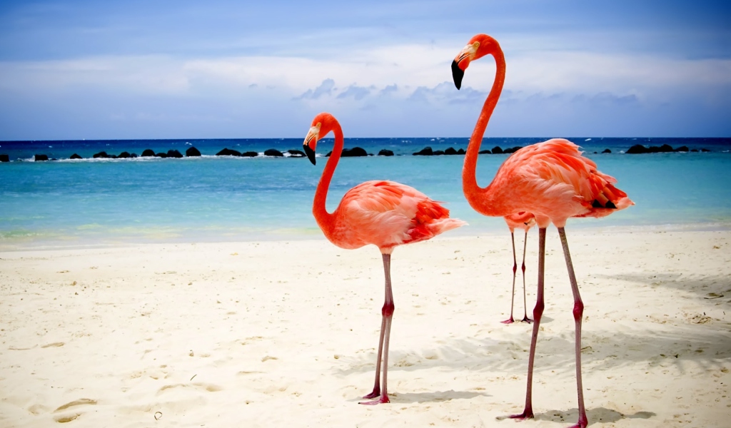 Das Flamingos On The Beach Wallpaper 1024x600