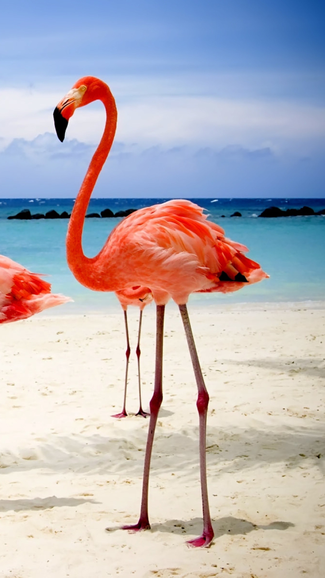 Обои Flamingos On The Beach 1080x1920