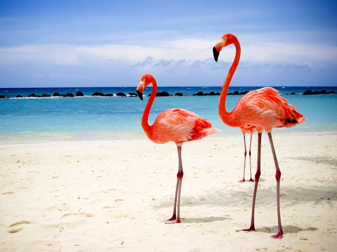 Fondo de pantalla Flamingos On The Beach 1152x864