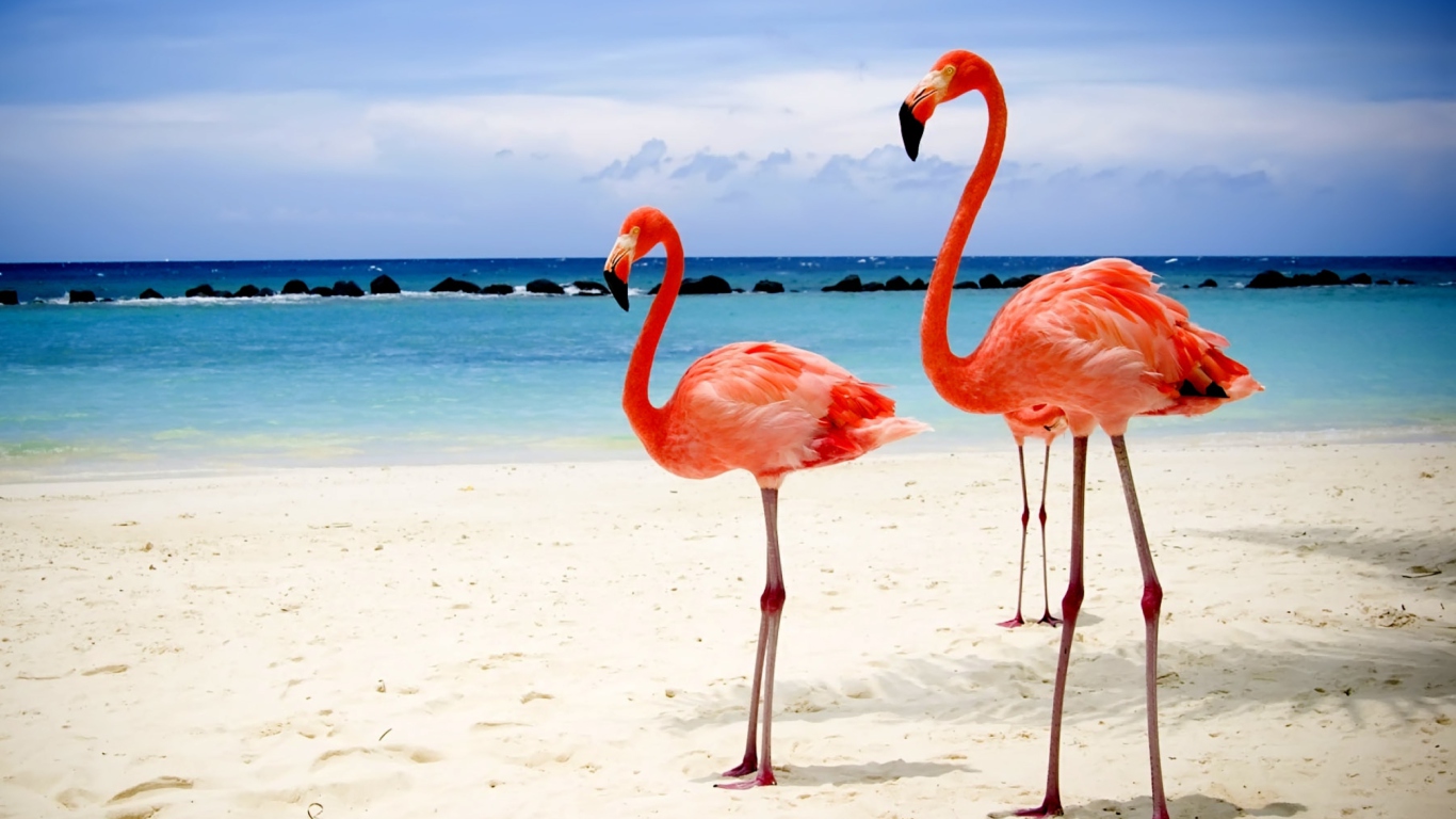 Sfondi Flamingos On The Beach 1366x768