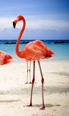 Fondo de pantalla Flamingos On The Beach 240x400