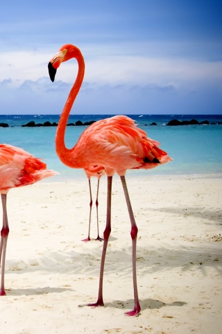 Flamingos On The Beach wallpaper 320x480
