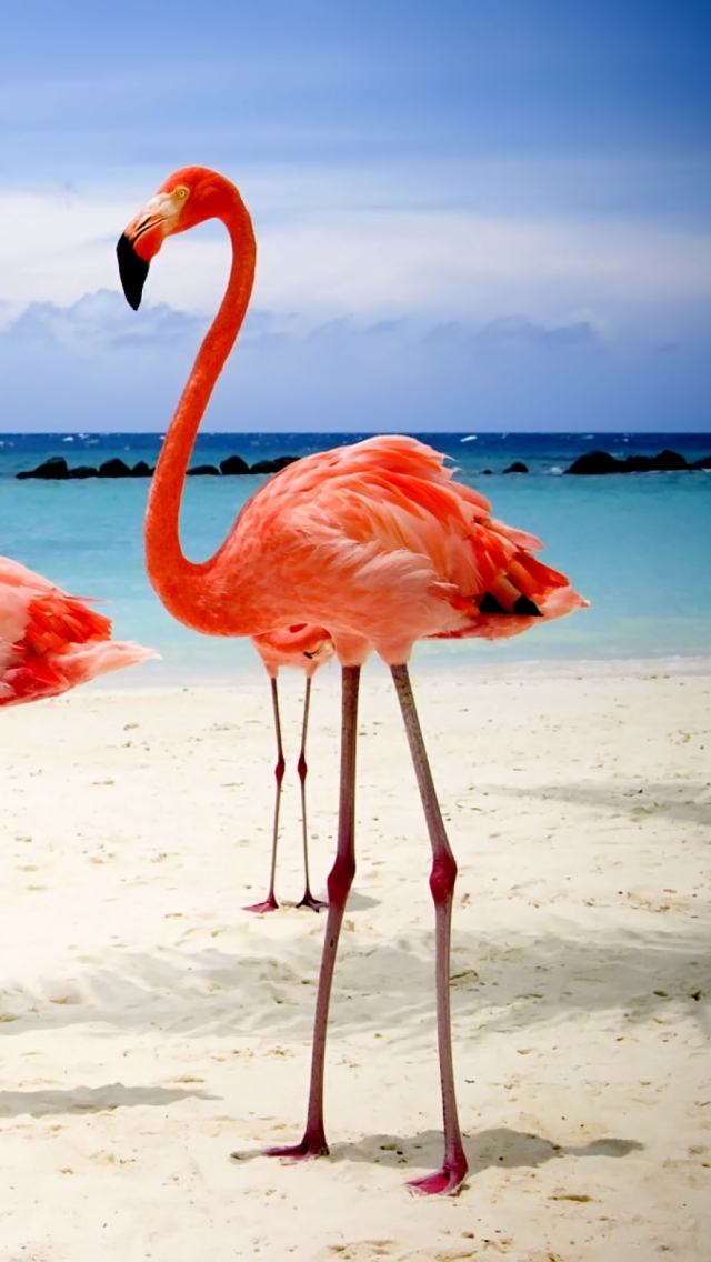 Fondo de pantalla Flamingos On The Beach 640x1136