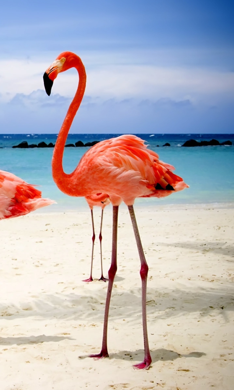 Fondo de pantalla Flamingos On The Beach 768x1280